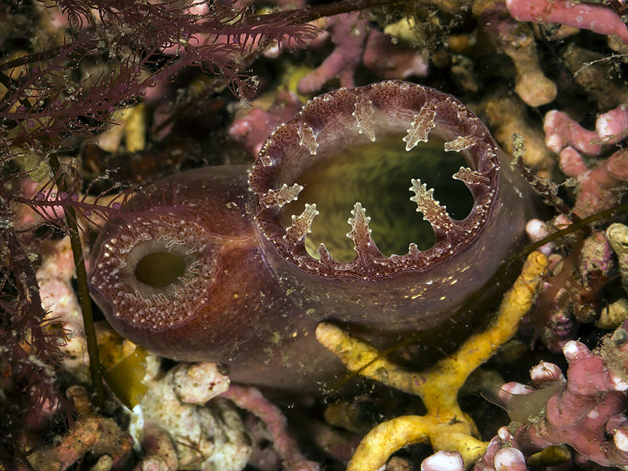 Ensis ensis